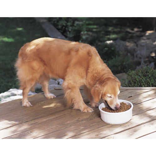 PM Lg Crock Dish