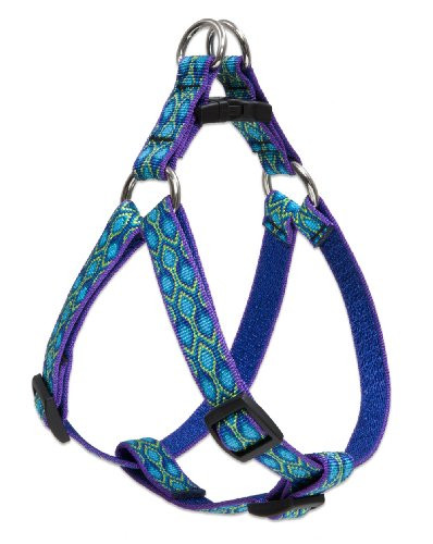 Lupine 20-30StepIn RainSong