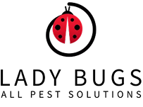 Lady Bugs All Pest Solutions