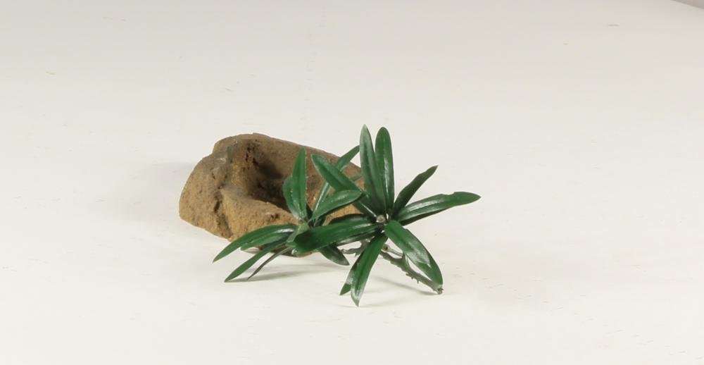 Rock Bowl - 001