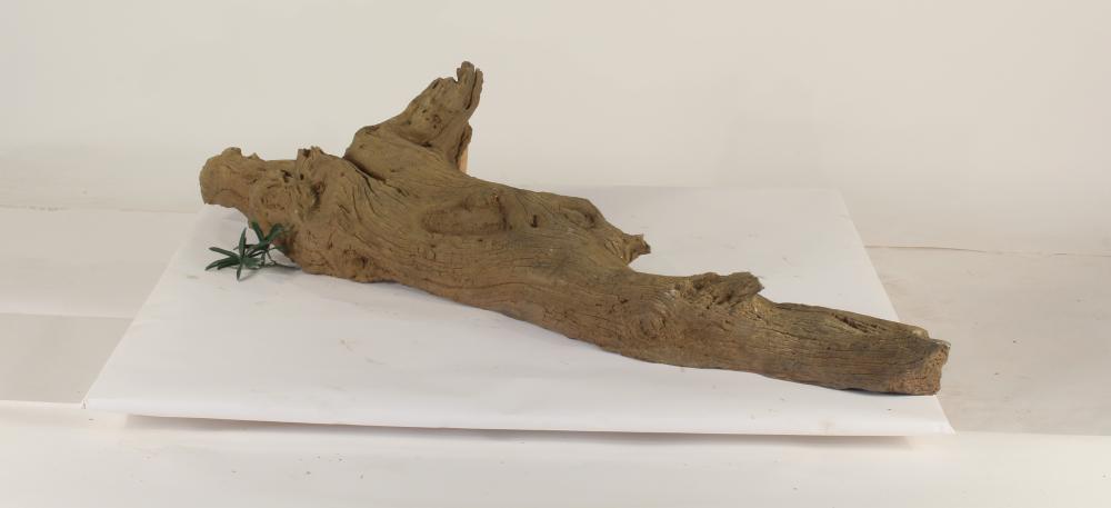 Tree Branch - 003
