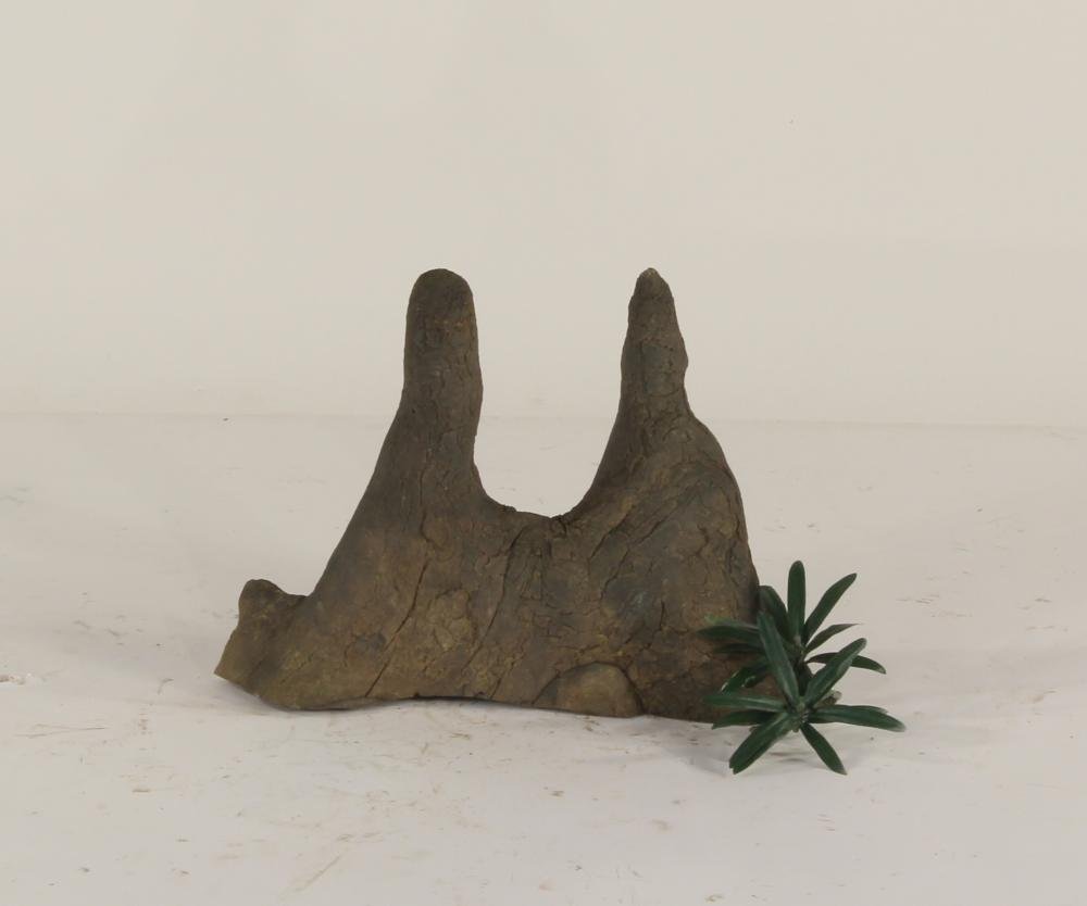 Cypress Knee - 002