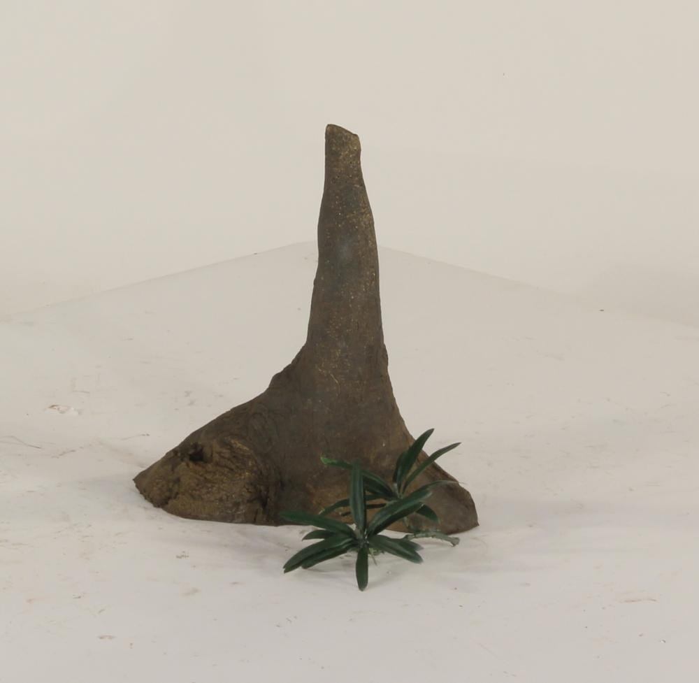 Cypress Knee - 003