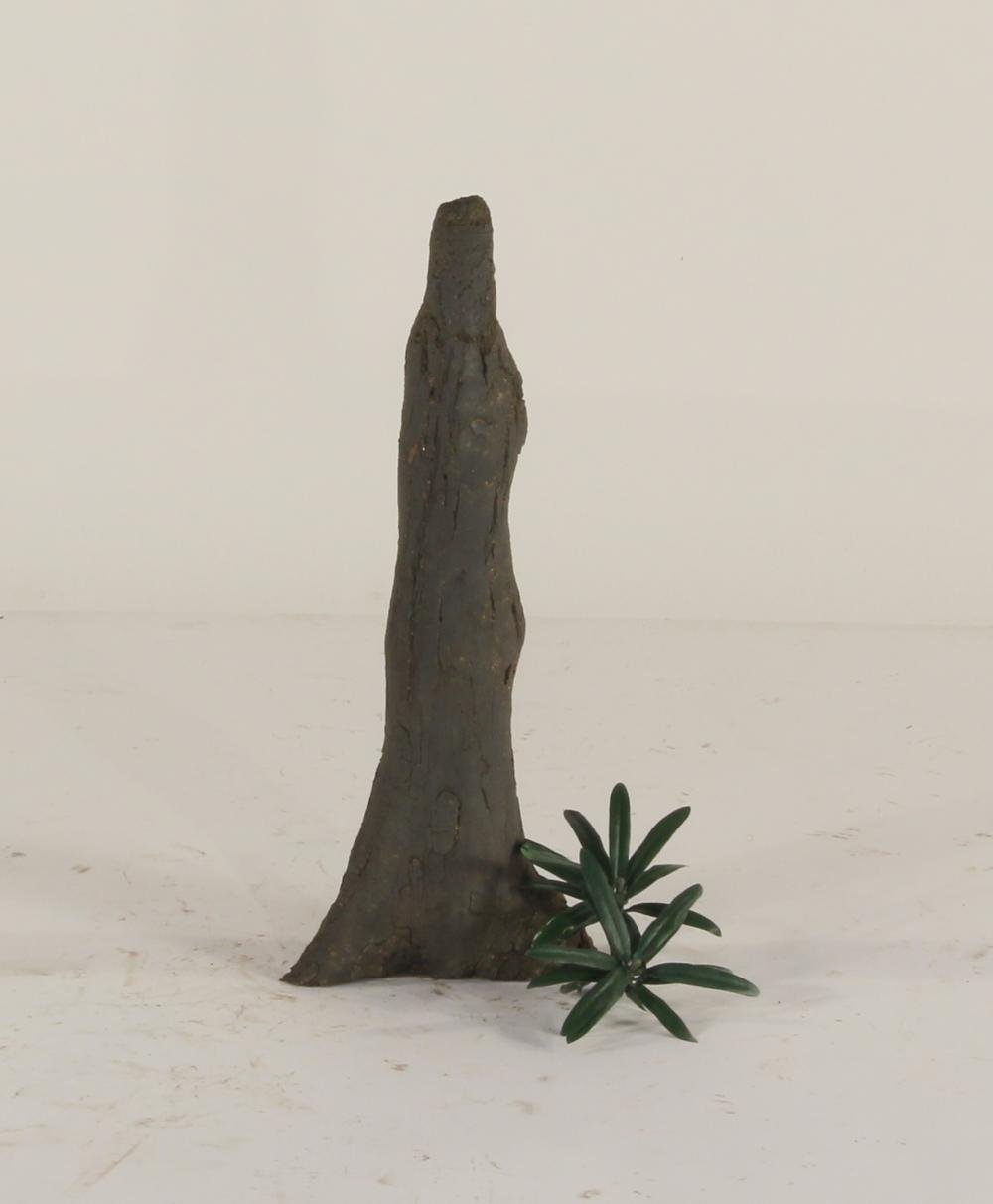 Cypress Knee - 004