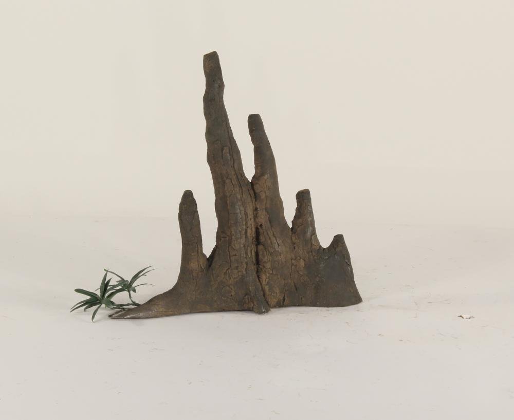 Cypress Knee - 005