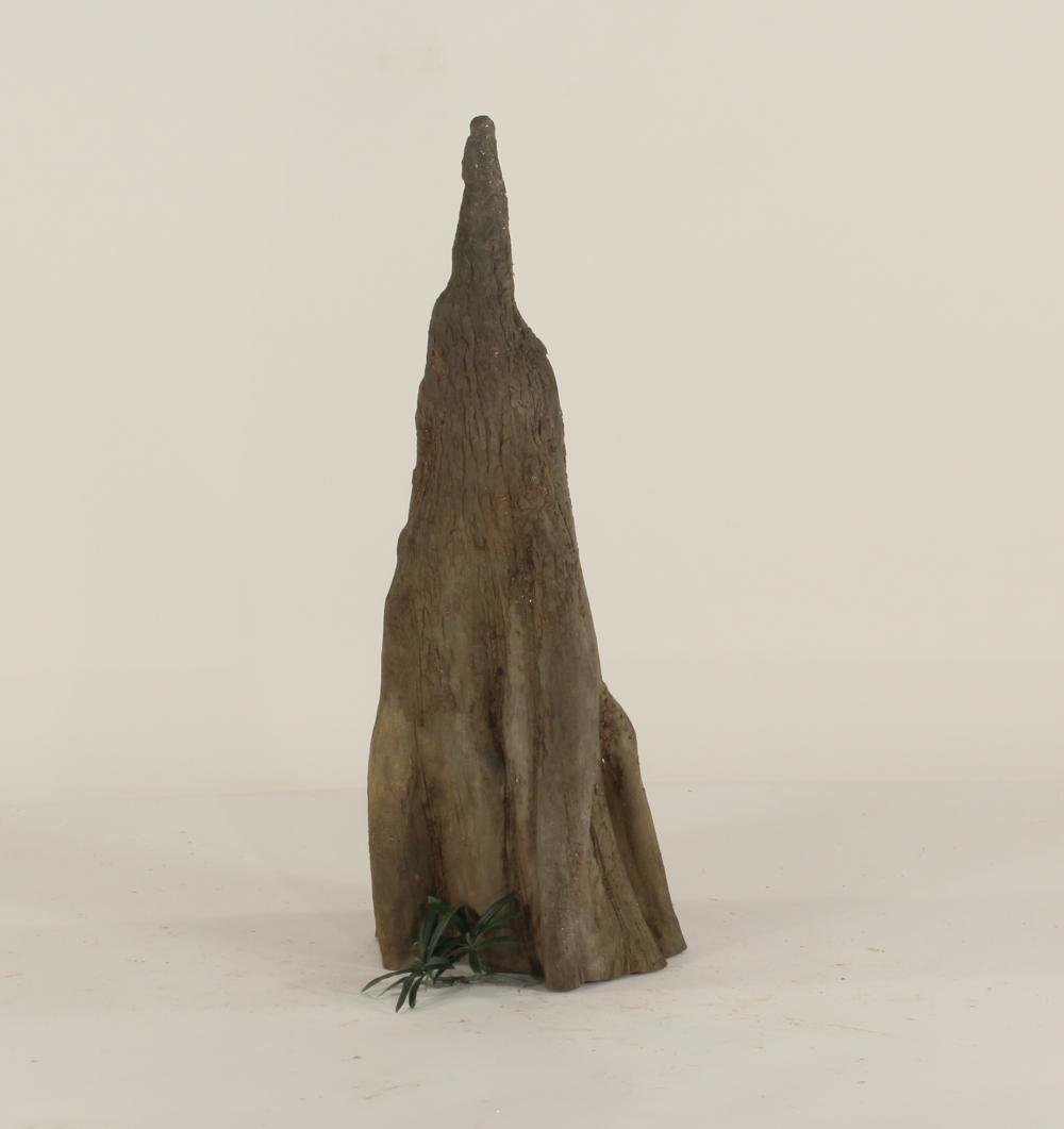 Cypress Knee - 008
