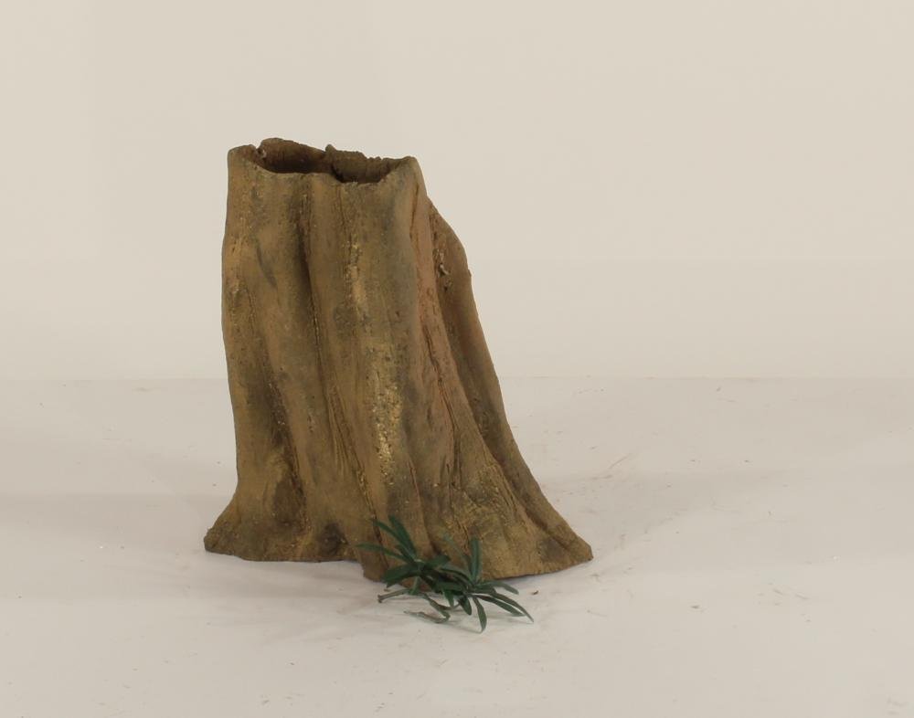 Cypress Stump - 002