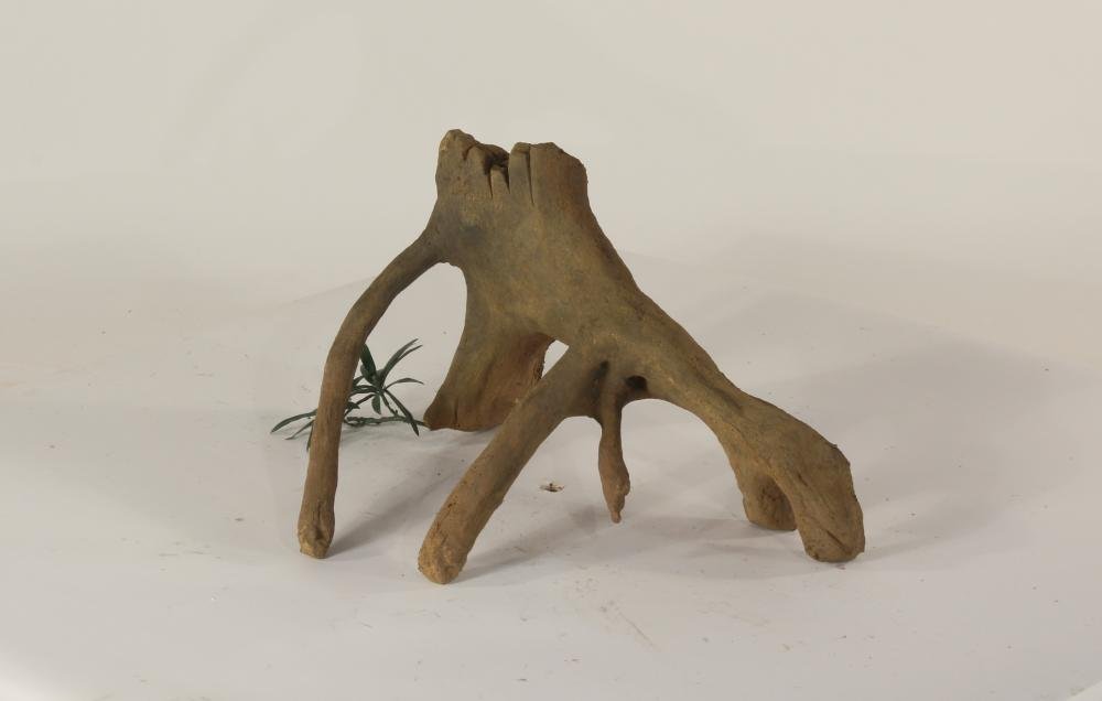Mangrove Root - 002