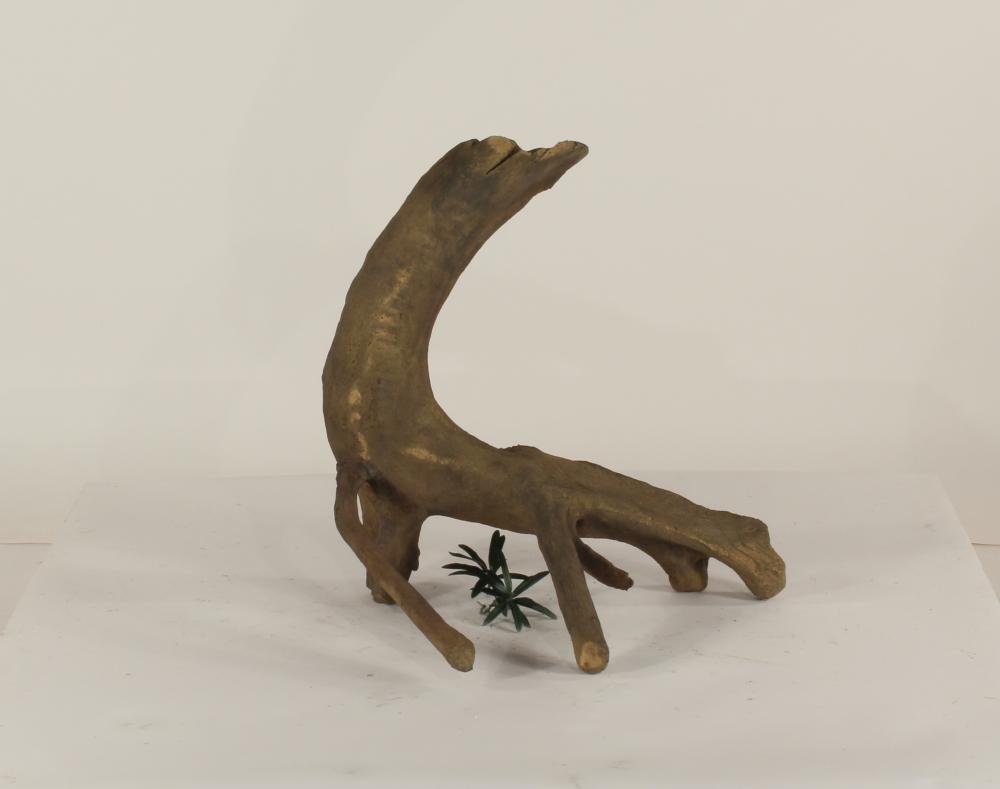 Mangrove Root - 004