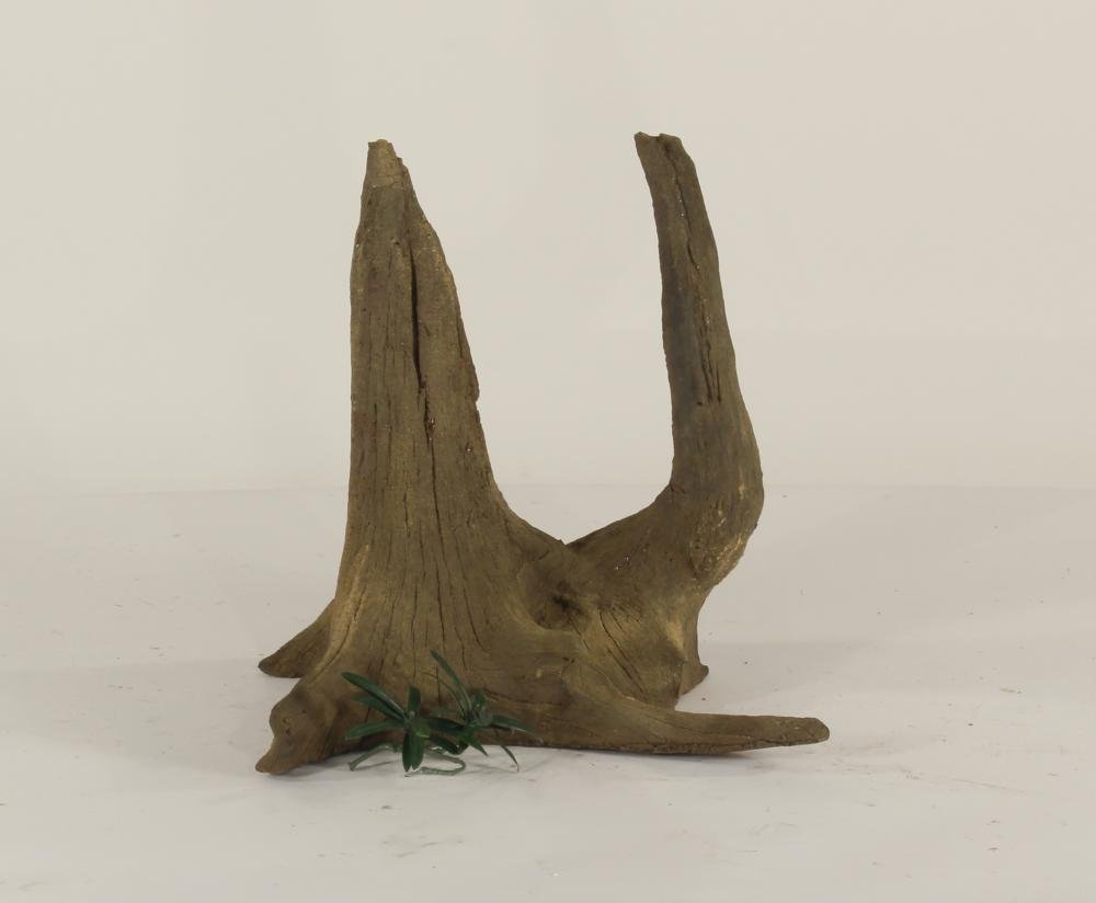 Tree Root - 003