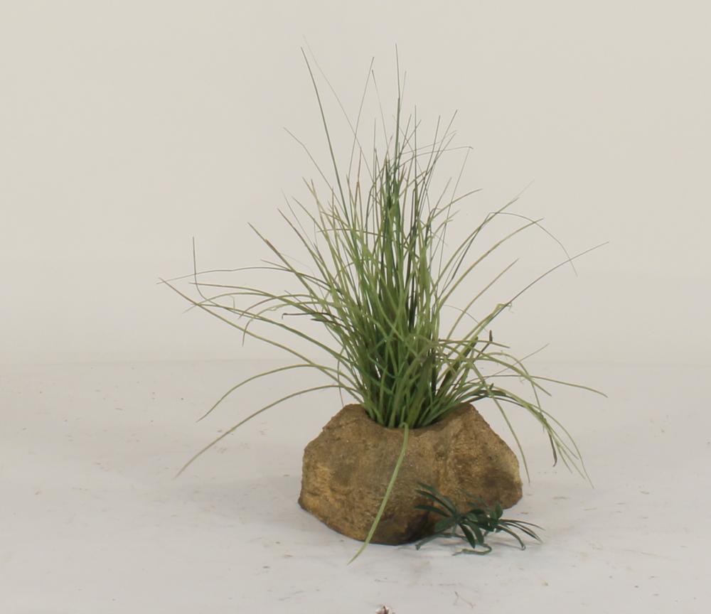 Pot Rock - 007