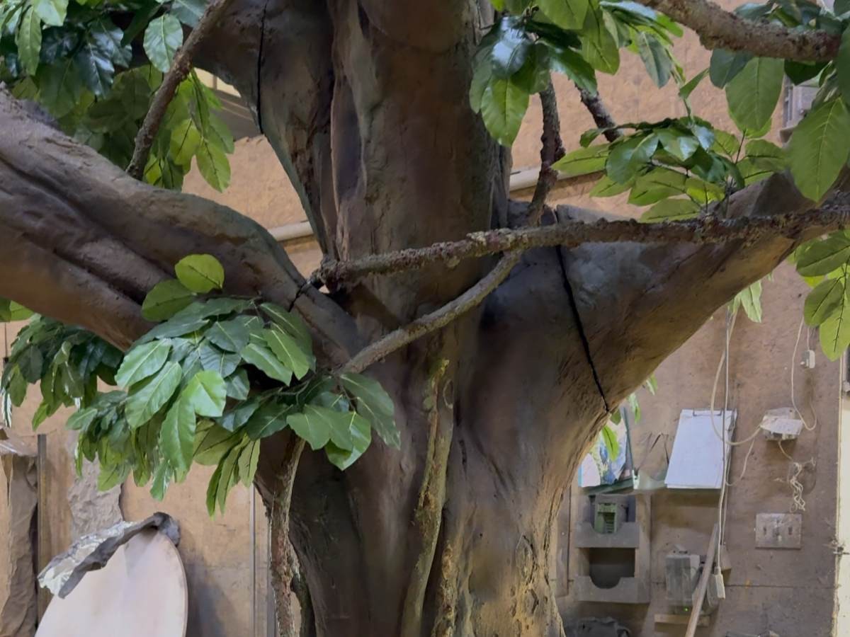 Large Vine