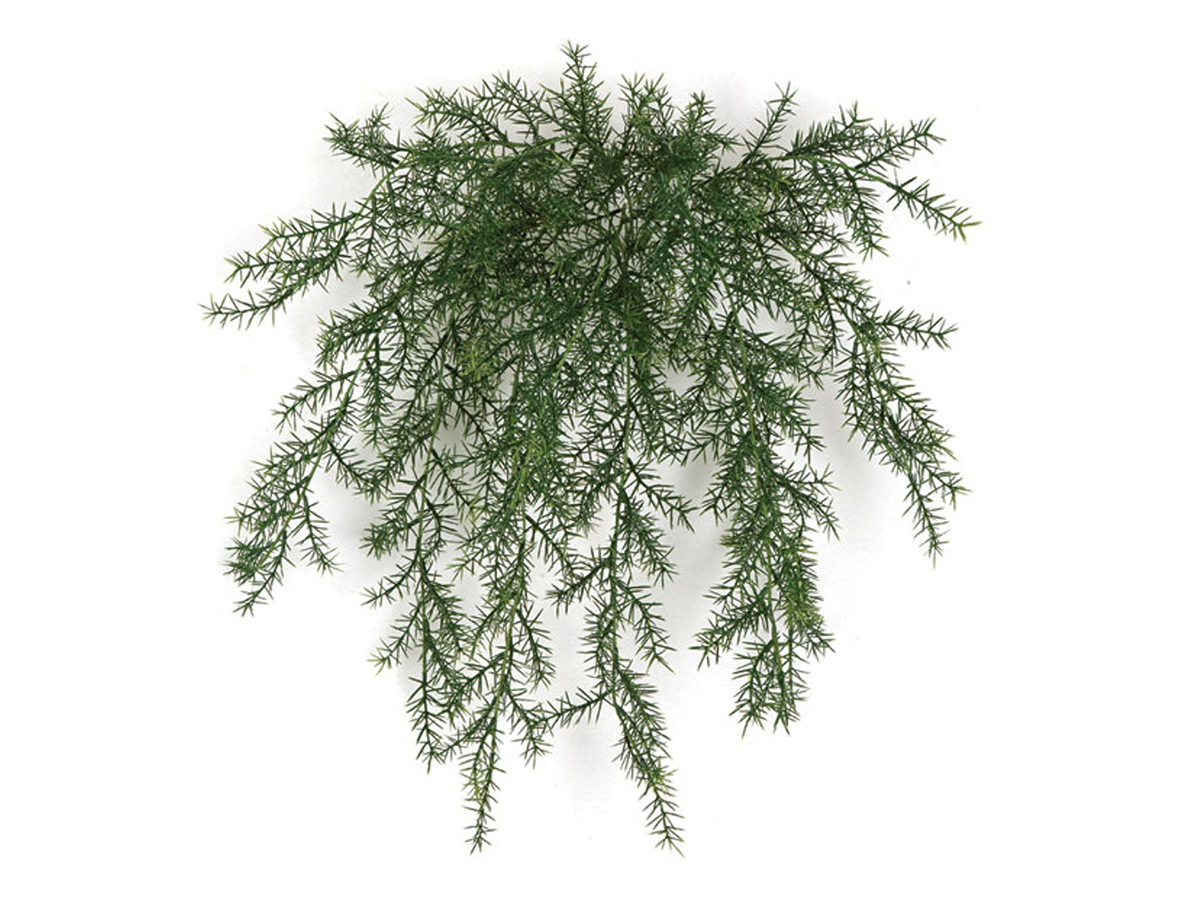 Climber Plant