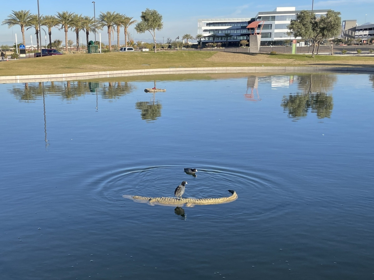Floating Alligator 8