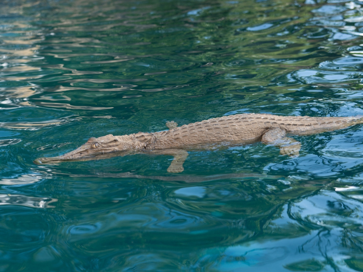 Floating Crocodile 4