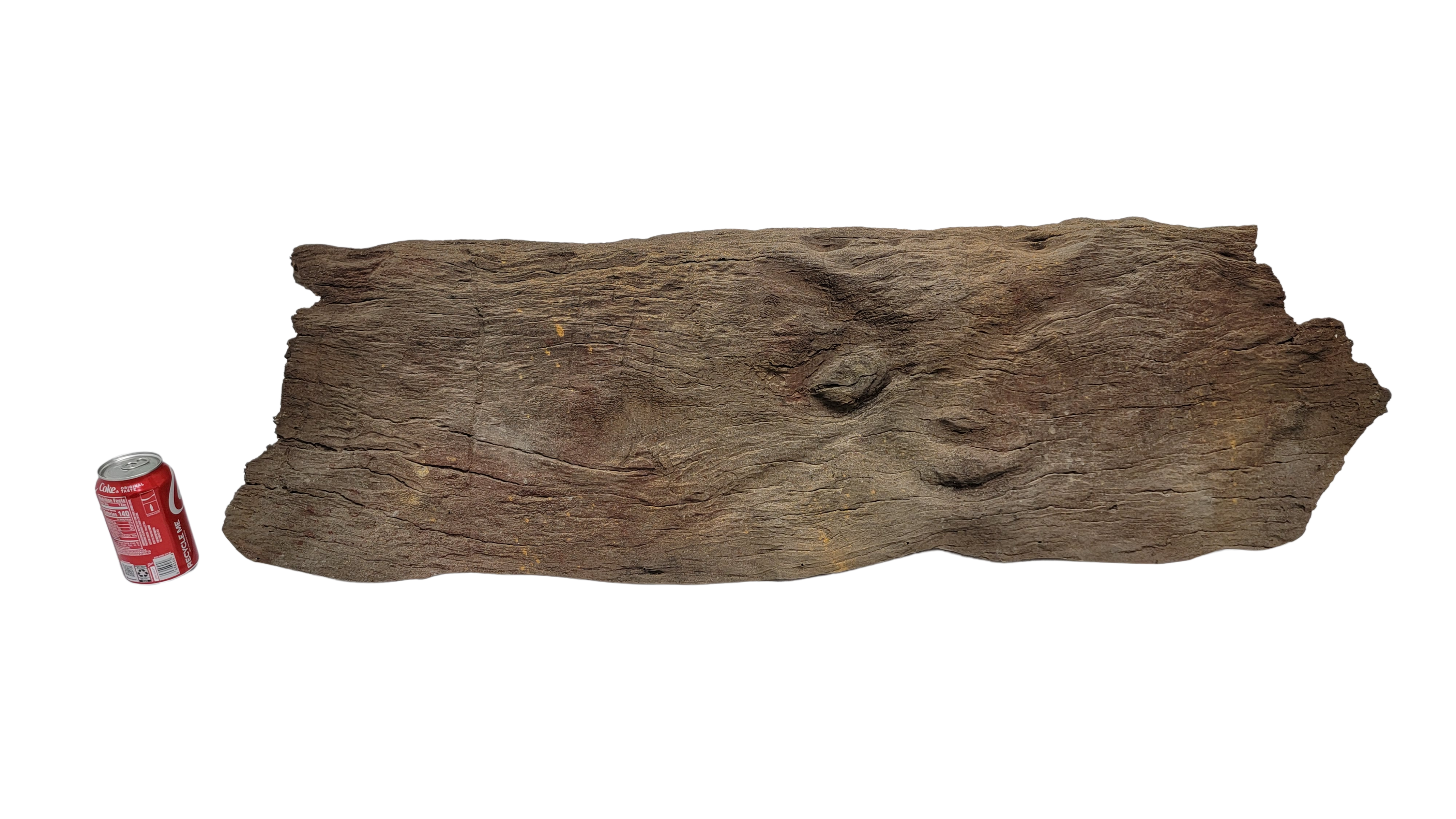Sunken Log-002