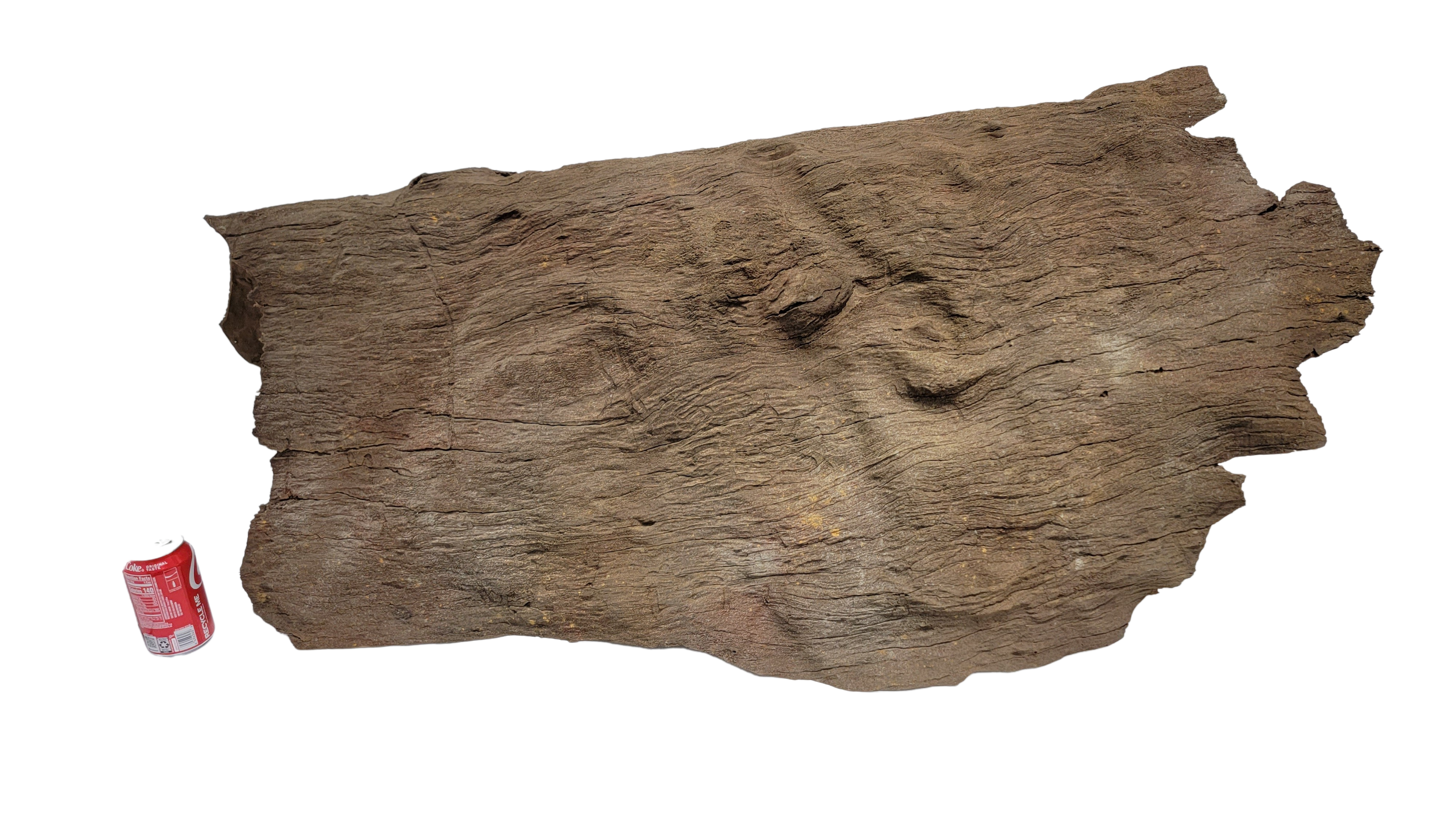 Sunken Log-003