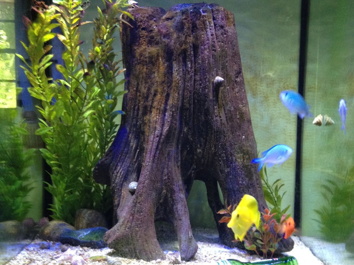 Tree Stump - 004