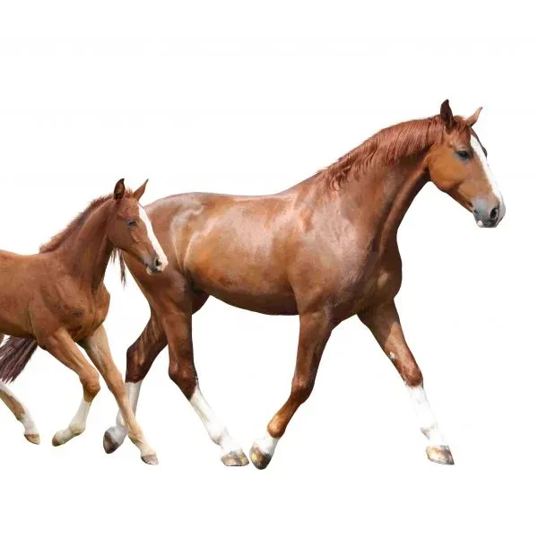 Equine