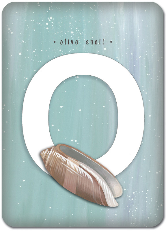 O is for Olive Shell
